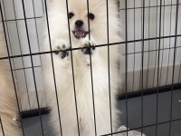 Pomeranian Köpeğimiz