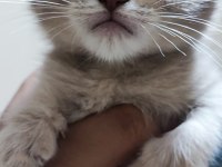 Sahibinden 3 aylık yavru scottish fold