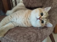 YAVRU BRİTİSH SHORTHAİR KEDİLERİMİZE SICAK BİR YUVA ARIYORUZ