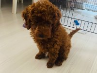 Kore toy poodle