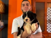 Zekasıyla Şaşırtır Sevgisiyle Isıtır Border Collie