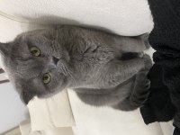 Ücretsiz scottish fold kedisi