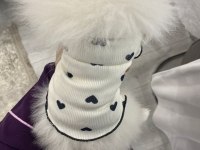 Pomeranian yavru 7 aylık
