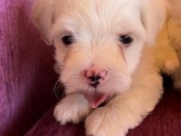 Terrier yavrularımız