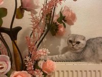 Çok acil sahiplendirmem lazım scottish fold