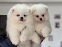 Show kalite ayı suratlı pomeranian boo yavrularımız