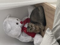 Scottish Fold Kedimiz Ücretsizdir