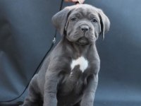 Cam Gözlü Cane Corso Yavrular