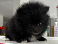 Kendi yetiştirdiğim köpeğimin pomeranian yavruları