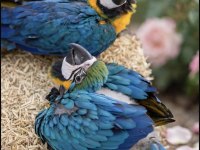 YASAL BELGELİ FATURALI ÇİPLİ MACAW