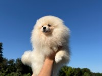 Sağlık ve ırk garantili Pomeranian