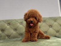 KORE TOY GARANTİLİ RED BROWN TOY POODLE BEBEKLERİMİZ