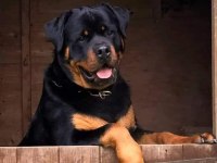 Macar Rottweiler Yavrular