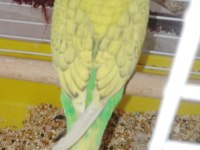 Muhabbet Kuşu Yavru Erkek