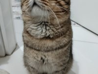 Scottish fold kedimizi sahiplendirmek istiyoruz