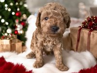45 GÜNLÜK DİŞİ VE ERKEK POODLE YAVRULARIM