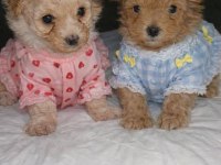 Dişi erkek maltipoo yavrular