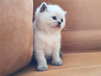 British Shorthair / ERKEK