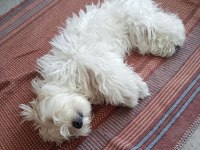Dişi maltese terrier