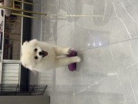 Ayı Surat Pomeranian