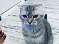 5 Aylık erken sahiplendirmek istiyoruz