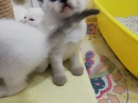 3 dişi şecereli babanın kızları point scottish fold bebekler