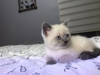 2 aylık erkek blue point safkan scottish straight yavrular