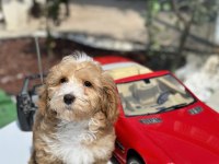 MİNİ MALTİPOO YAVRULARIMIZ