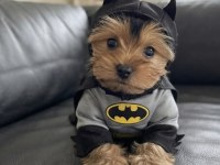 Dişi erkek yorkshire terrier