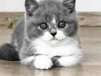Safkan British Shorthair Yavru