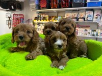 TÜY DÖKMEYEN HİPOALERJENİK SAF KAN MALTİPOO YAVRULAR