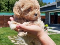 Teddy surat Kore kan Maltipoo yavrularımız