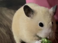 Golden Hamster 10 tane yavru sahiplendirilecek