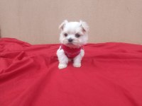 Kore maltese
