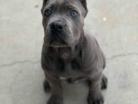 Estetikli Black ve Blue Cane Corso Yavrular