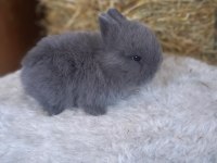 Hollanda cücesi tavşan Netherlans Dwarf
