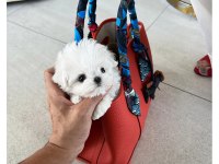 Korenin Güzeli Mikro Boy Maltese Lily