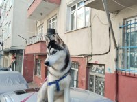 5 Aylık husky köpeğimiz yeni ailesini bekliyor
