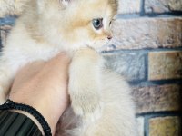 British shorthair golden yavru