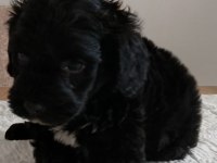 Sevimli maltipoo yavrular