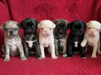 Egzotik Renk Pug Mops Yavruları
