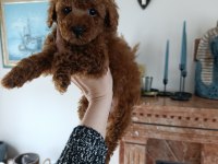 Dişi bebek poodle