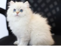 Tostik pati kedilerimiz