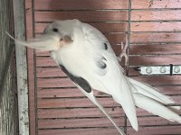 Mutasyon Heavy Sultanlar