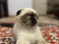 Scottish Fold Seal Point (3 Aylık Dişi)