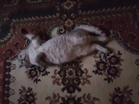 Çok tatlı bir o kadarda akıllı