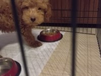 Safkan Toy Poodle 2 Aylık