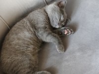 Acil sahiplendirilecek british shorthair