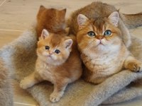 British longhair teslime hazır bebek