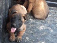 Belçika Malinois Yavrularımız Evinizin Neşesi Olacaktır